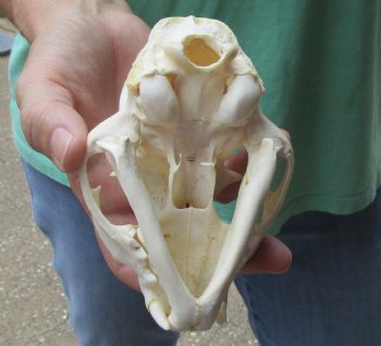 Buy this B-Grade Bobcat Skull measuring 5 x 3-1/2 inches for $49