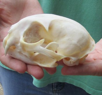 Authentic 4-3/4 x 3-1/4 inch Bobcat Skull - Available For Sale for $62