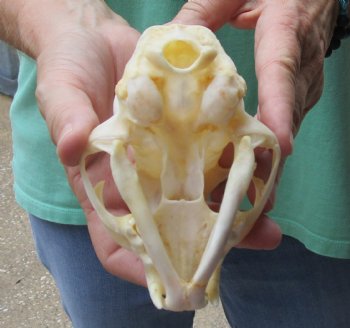 Authentic 4-3/4 x 3-1/4 inch Bobcat Skull - Available For Sale for $62