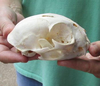 This is a B-Grade 4-1/2 x 3 inch Bobcat Skull - For Sale for $49