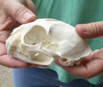 This is a B-Grade 4-1/2 x 3 inch Bobcat Skull - For Sale for $49