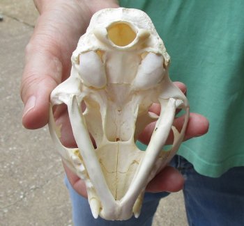 This is a B-Grade 4-1/2 x 3 inch Bobcat Skull - For Sale for $49