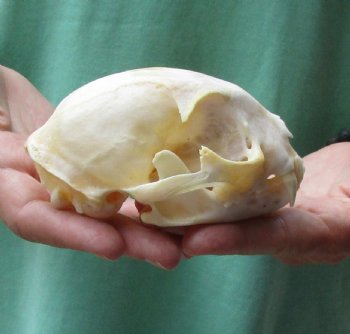 This is a real 4-3/4 x 3-1/4 inch Bobcat Skull - For Sale for $62