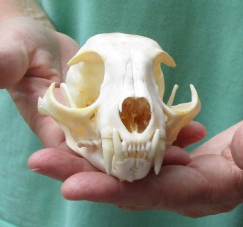 This is a real 4-3/4 x 3-1/4 inch Bobcat Skull - For Sale for $62