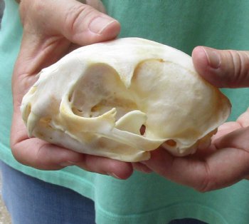 This is a real 4-3/4 x 3-1/4 inch Bobcat Skull - For Sale for $62