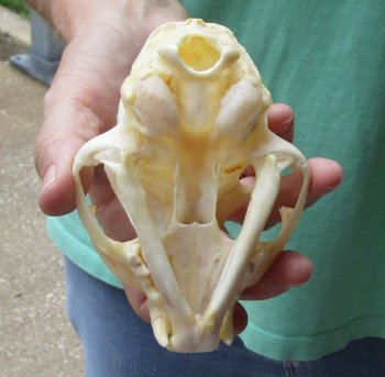 This is a real 4-3/4 x 3-1/4 inch Bobcat Skull - For Sale for $62