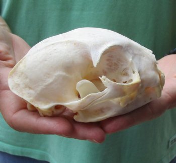 Authentic 5 x 3-1/2 inch Bobcat Skull - Available For Sale for $62