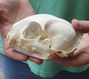 Authentic 5 x 3-1/2 inch Bobcat Skull - Available For Sale for $62