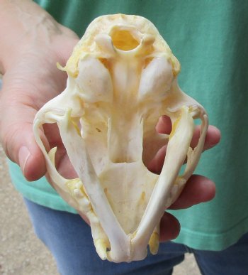 Authentic 5 x 3-1/2 inch Bobcat Skull - Available For Sale for $62