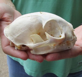 Authentic 5 x 3-1/2 inch B-Grade Bobcat Skull - Available For Sale for $49