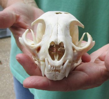 Authentic 5 x 3-1/2 inch B-Grade Bobcat Skull - Available For Sale for $49