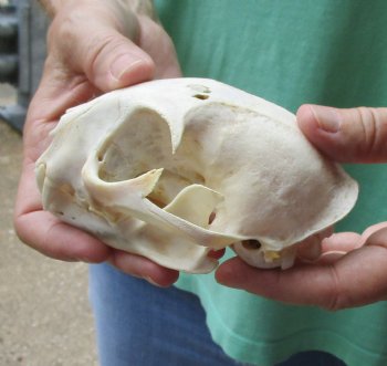 Authentic 5 x 3-1/2 inch B-Grade Bobcat Skull - Available For Sale for $49