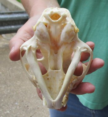 Authentic 5 x 3-1/2 inch B-Grade Bobcat Skull - Available For Sale for $49