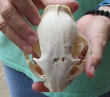 Authentic 5 x 3-1/2 inch B-Grade Bobcat Skull - Available For Sale for $49