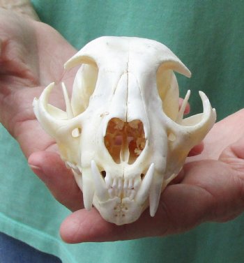 This is a real 5 x 3-1/2 inch Bobcat Skull - For Sale for $62