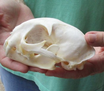 This is a real 5 x 3-1/2 inch Bobcat Skull - For Sale for $62