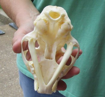 This is a real 5 x 3-1/2 inch Bobcat Skull - For Sale for $62