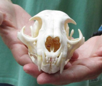 This is a real 5-1/4 x 3-1/2 inch Bobcat Skull - For Sale for $62