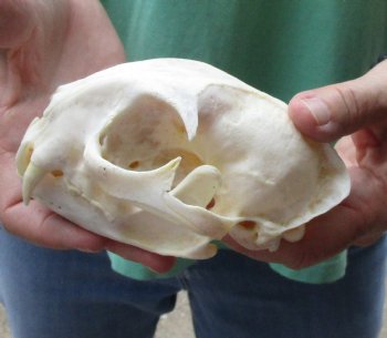 This is a real 5-1/4 x 3-1/2 inch Bobcat Skull - For Sale for $62