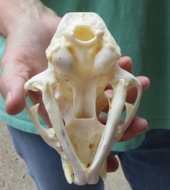 This is a real 5-1/4 x 3-1/2 inch Bobcat Skull - For Sale for $62