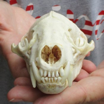 4-3/4" Badger Skull - $62