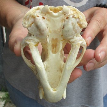 4-3/4" Badger Skull - $62