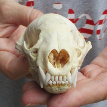 B-Grade 4-1/2" Badger Skull - $49