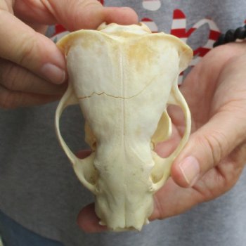 B-Grade 4-1/2" Badger Skull - $49