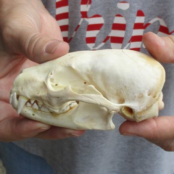 B-Grade 4-1/2" Badger Skull - $49