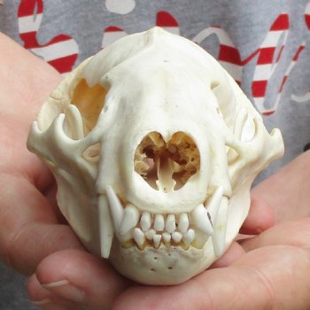 B-Grade 5" Badger Skull - $49