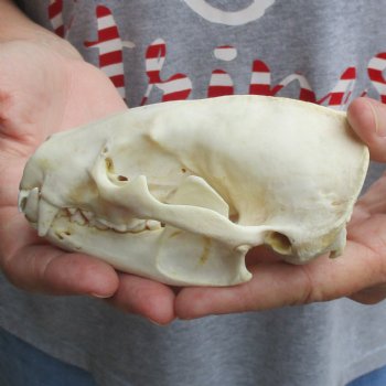 B-Grade 5" Badger Skull - $49