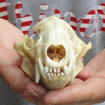 B-Grade 4-3/4" Badger Skull - $49