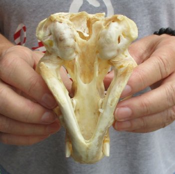 B-Grade 4-3/4" Badger Skull - $49