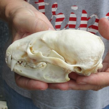 5" Badger Skull - $62