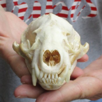 5" Badger Skull - $62