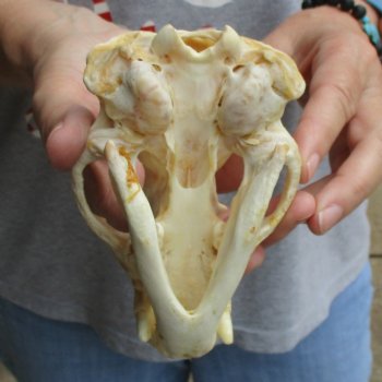 5" Badger Skull - $62