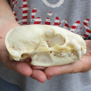 4-3/4" Badger Skull - $62