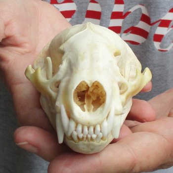 4-3/4" Badger Skull - $62