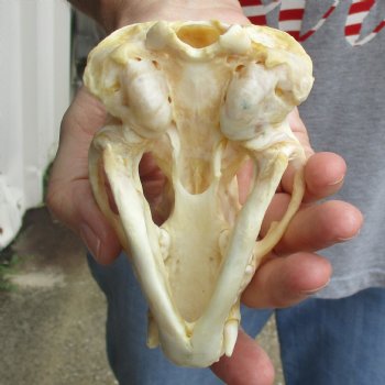 4-3/4" Badger Skull - $62