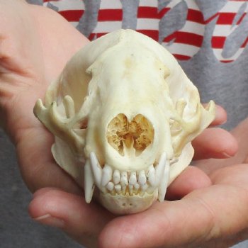 4-3/4" Badger Skull - $62