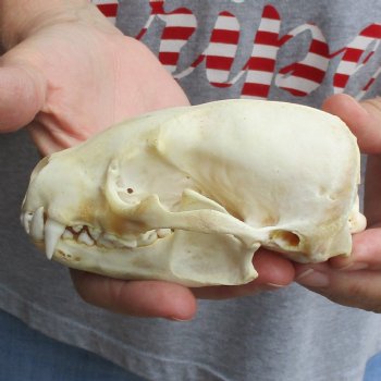 4-3/4" Badger Skull - $62