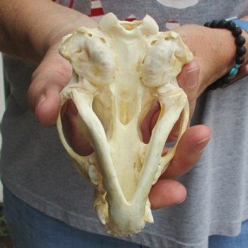 4-3/4" Badger Skull - $62