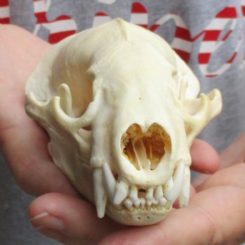 5" Badger Skull - $62