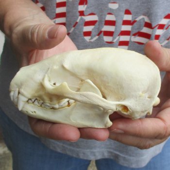 5" Badger Skull - $62