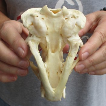 5" Badger Skull - $62