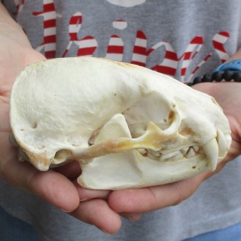 5" Badger Skull - $62