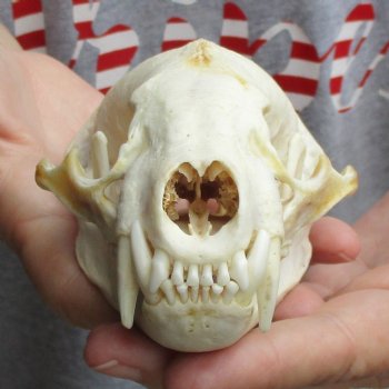 5" Badger Skull - $62