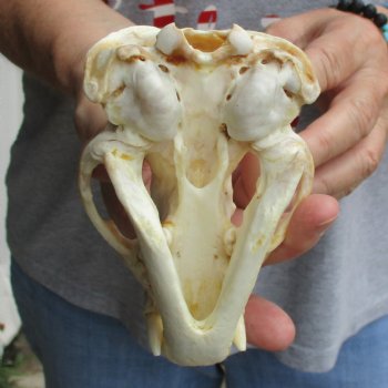 5" Badger Skull - $62