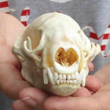 4-3/4" Badger Skull - $62