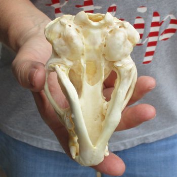 4-3/4" Badger Skull - $62